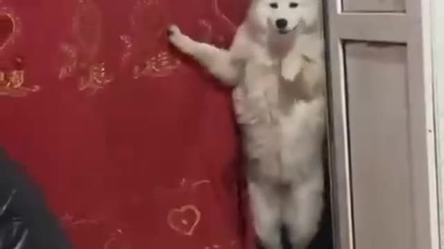 How a dog stands up and looks at its owner