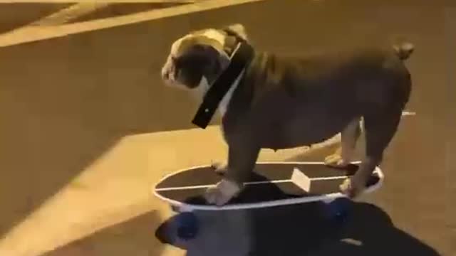 Can’t even get my dog to sit 😩🛹😂