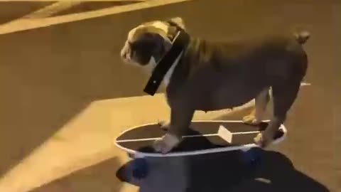 Can’t even get my dog to sit 😩🛹😂