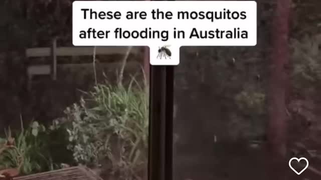 MOSQUITO PLAGUE AFTER INTENSE RAIN/FLOODING, AUSTRALIA.