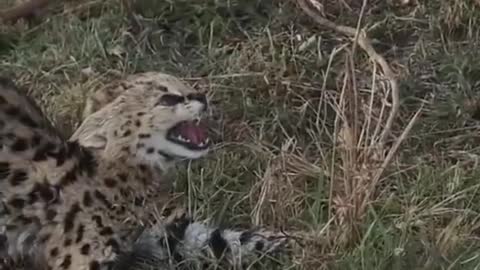 Lion bit baby Cheetah almost died