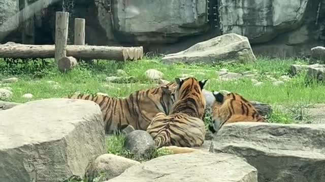 tigers