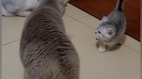 Funny cats fight