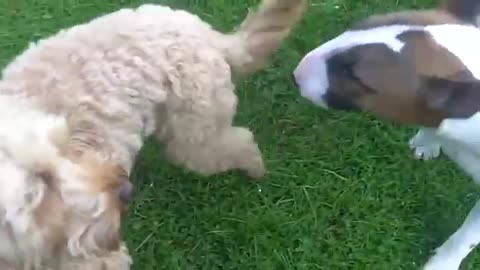 Cockapoos, Ted, Tilly & Milo with Cute Cocker Jasper & English BT Raving Ruby
