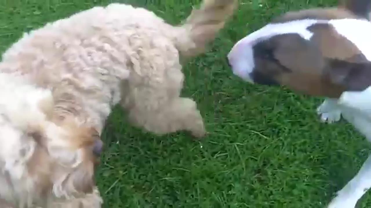 Cockapoos, Ted, Tilly & Milo with Cute Cocker Jasper & English BT Raving Ruby