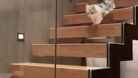 A beautiful cute kitten cat is running on the stairs