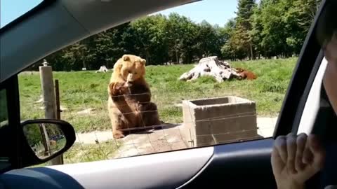 Man Vs Animals