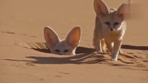 World's Smallest Wild Dog | Dogs in the Wild: wild life Documentary