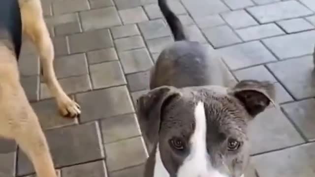 Top Funny Cute Dog Videos and TIKTOK Compilation #short