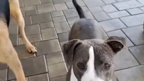 Top Funny Cute Dog Videos and TIKTOK Compilation #short
