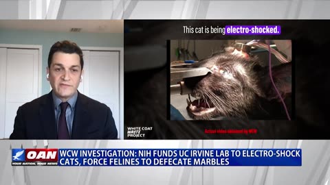 WCW VIDEO INVESTIGATION: $35M NIH-Funded Lab Electro-Shocks Cats 'For Science'