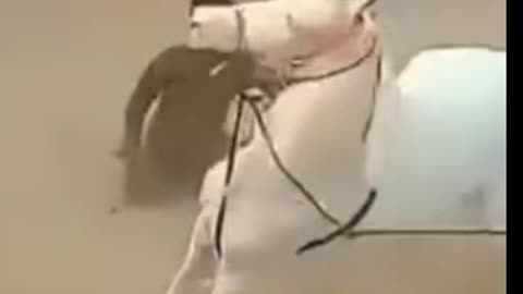 Amaizing horse dancing