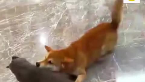 Funny video animal|