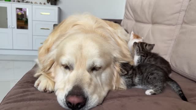 Adorable Golden Retriever and Funny Tiny Kittens