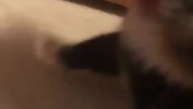 funny cats, funny cats and dogs, funny cats videos, funny cats compilation, funny cats shorts