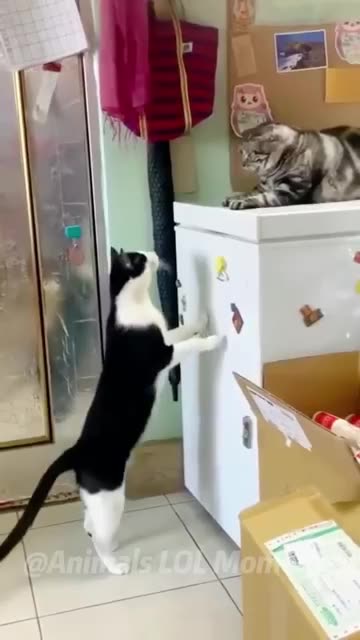 😹Funny Cats Won't Let You Down🥰 | Animals LOL Moments #funnyanimals #funnycats #shorts