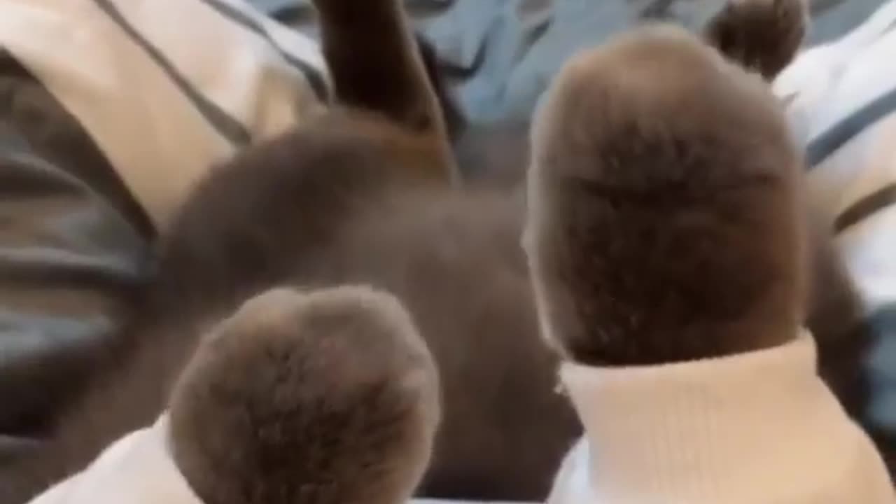 They Look Like Puppets!