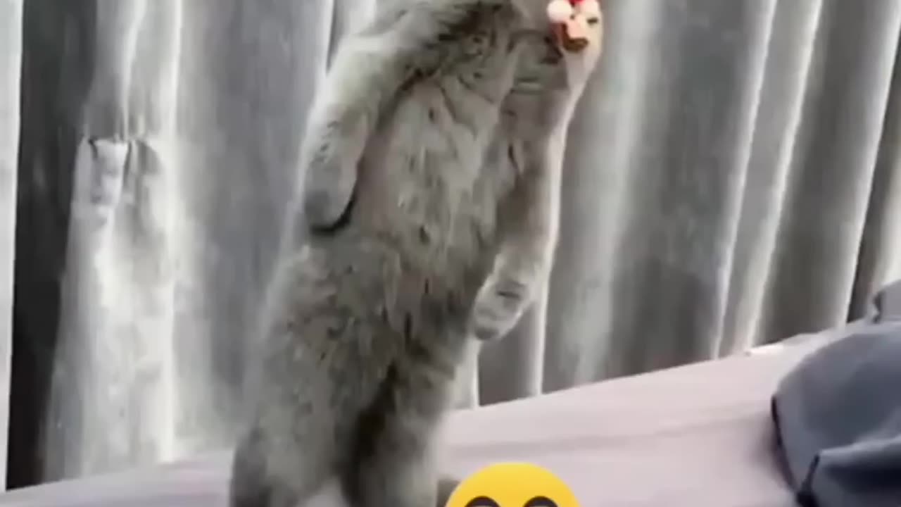 Super funny animal videos, will make you LAUGH EXTREMELY HARD🤣🤣#animals #dogs# cat #funny ❤️