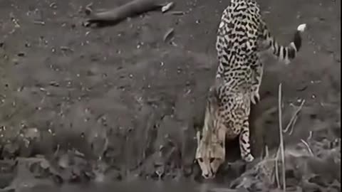 #leopard vs #crocodile #