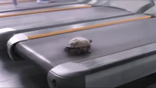 The truth about the speed of the turtle