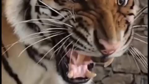 "Savage Grace: The Elegance of Tigers in the Wild"
