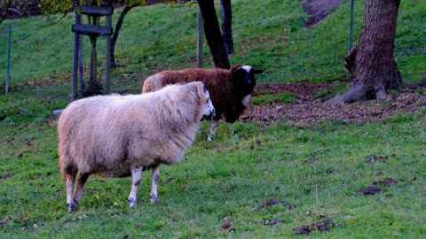 Sheep Animal Wool Graze Pasture Foraging Rura