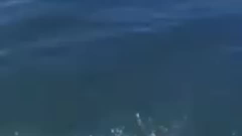 Funny animal clips ENJOY