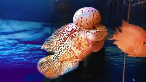 MYTH - One of the ornamental fish brings good luck (part-3)