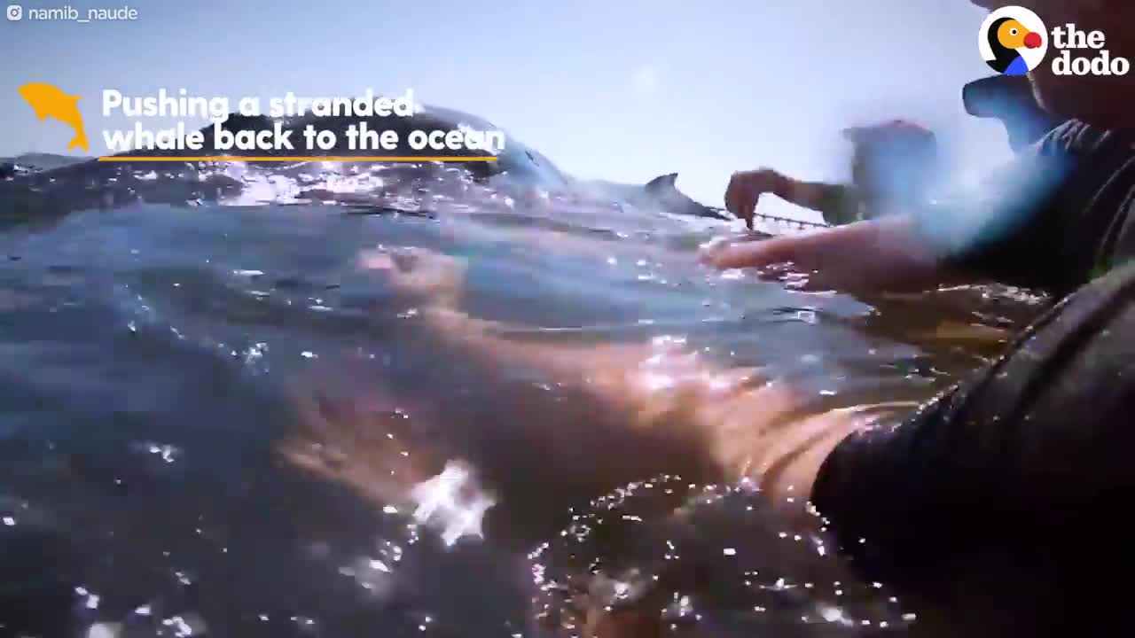 Man Lends Kids' Pool To Injured Pelican Until She Was Released Into The Wild | The Dodo