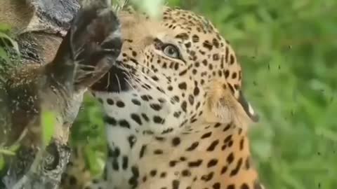 South africa forest leopard hunting dear