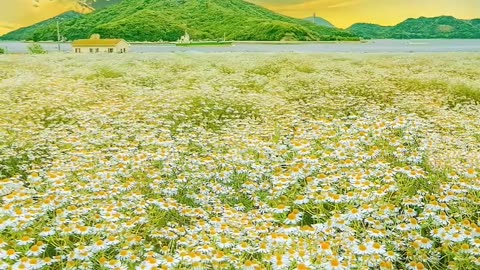 Beautiful sky flowers beautiful