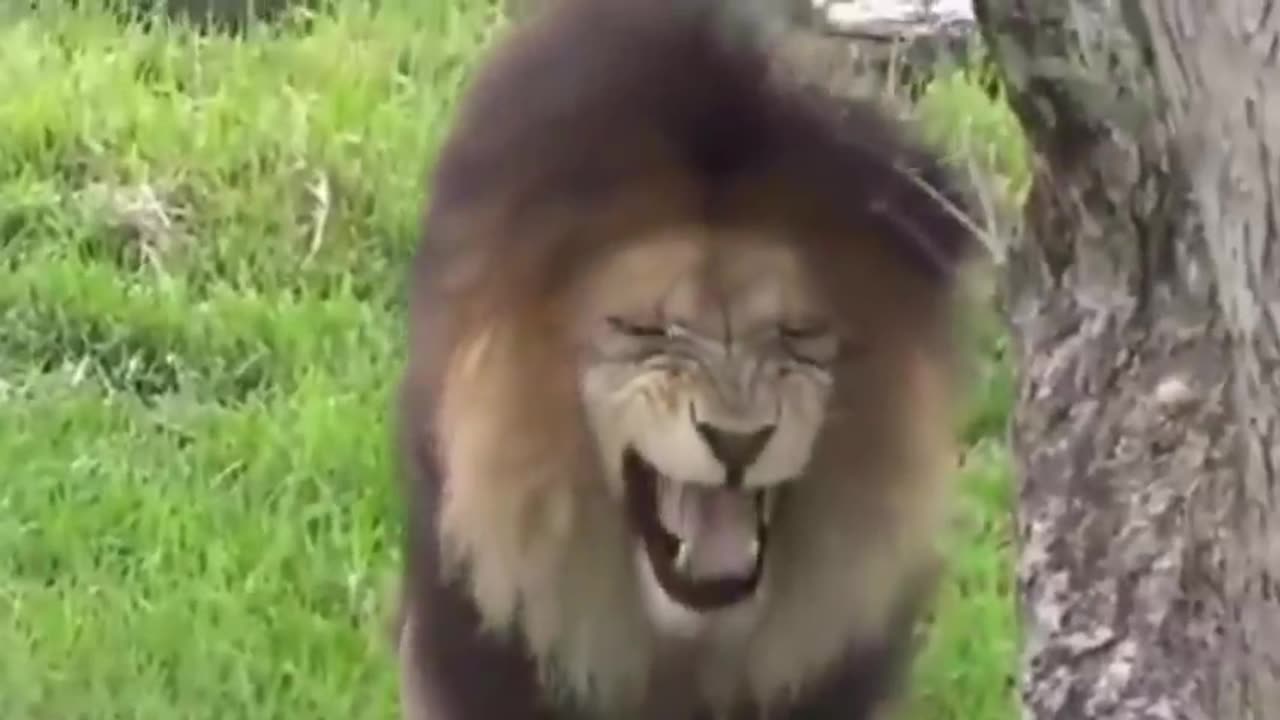 Dog and Lion Prank