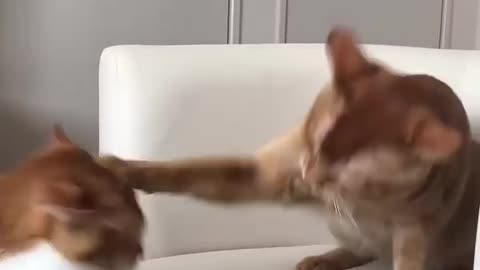 Funny and cute videos with cats