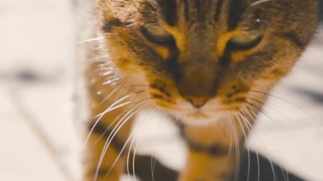 self-confident cat, All pets