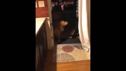 Top Funniest Video Clip 🤣 Don't try to laugh 😹