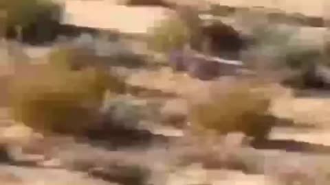 Cheetah having full body control over top speed
