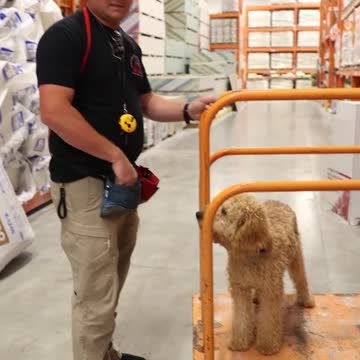 How to Build a Dog’s Confidence