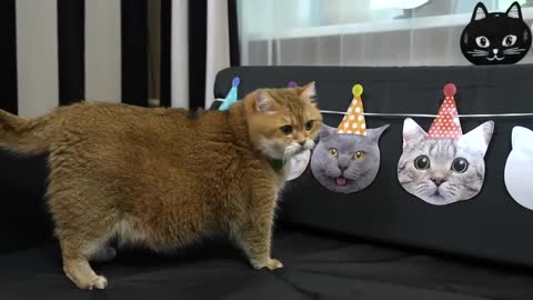 Happy birthday Hosico!