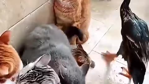 one DUCK bully the whole CATS