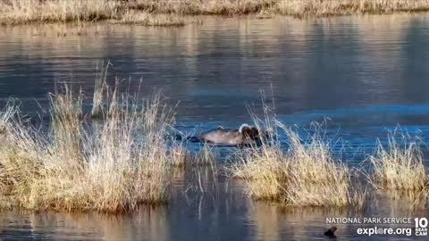 bear on sunny river