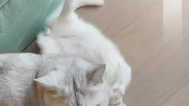 Cute Cats and Funny Animals Compilation 😹 Try Not To Laugh Challenge 💚 Cute Cat