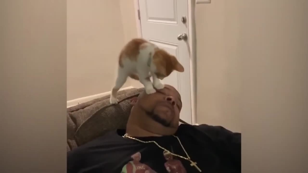 Best Funny Animal Videos 2023 - Funniest Cats And Dogs Video