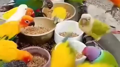 Parrots Eating there food with fun