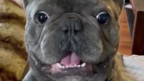 Funny animals