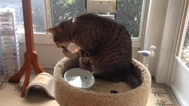 Wow, how to drink this cat