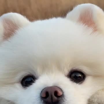 Cute puppy animal beautiful animals