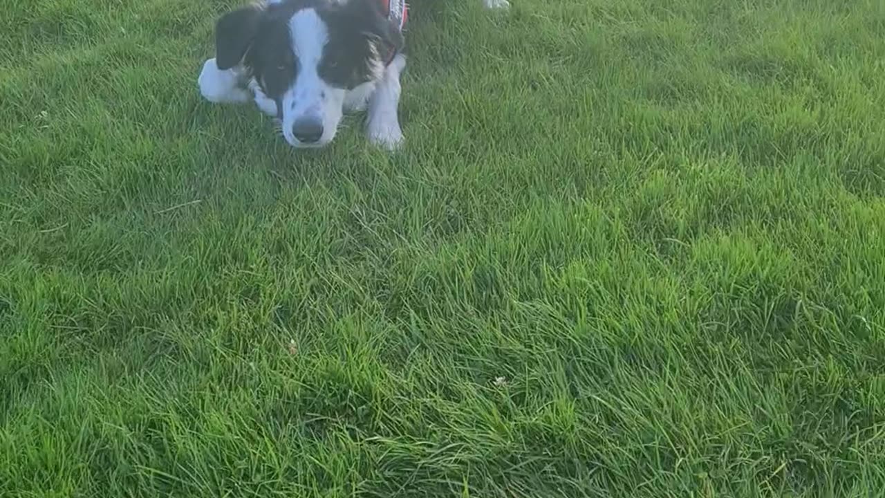 Mylo playing ball