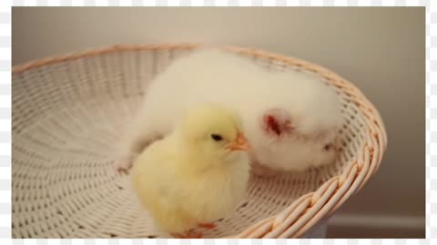 Cute cat playing with cute baby hen