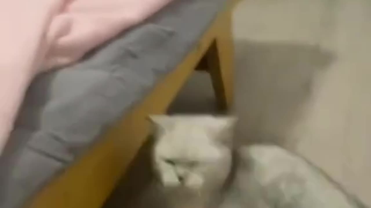 Kung-fu cat😂😂😂