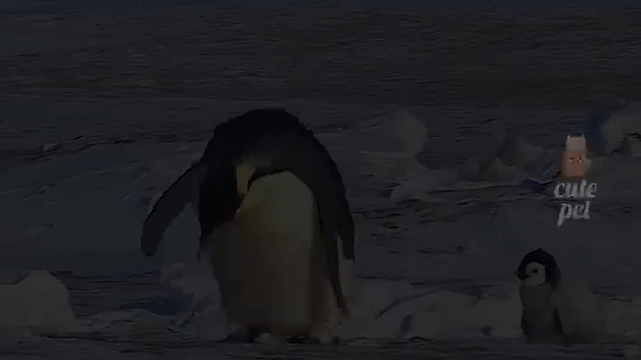 funny animals